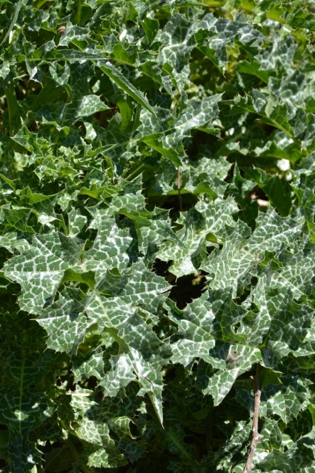 Silybum marianum (Asteraceae)